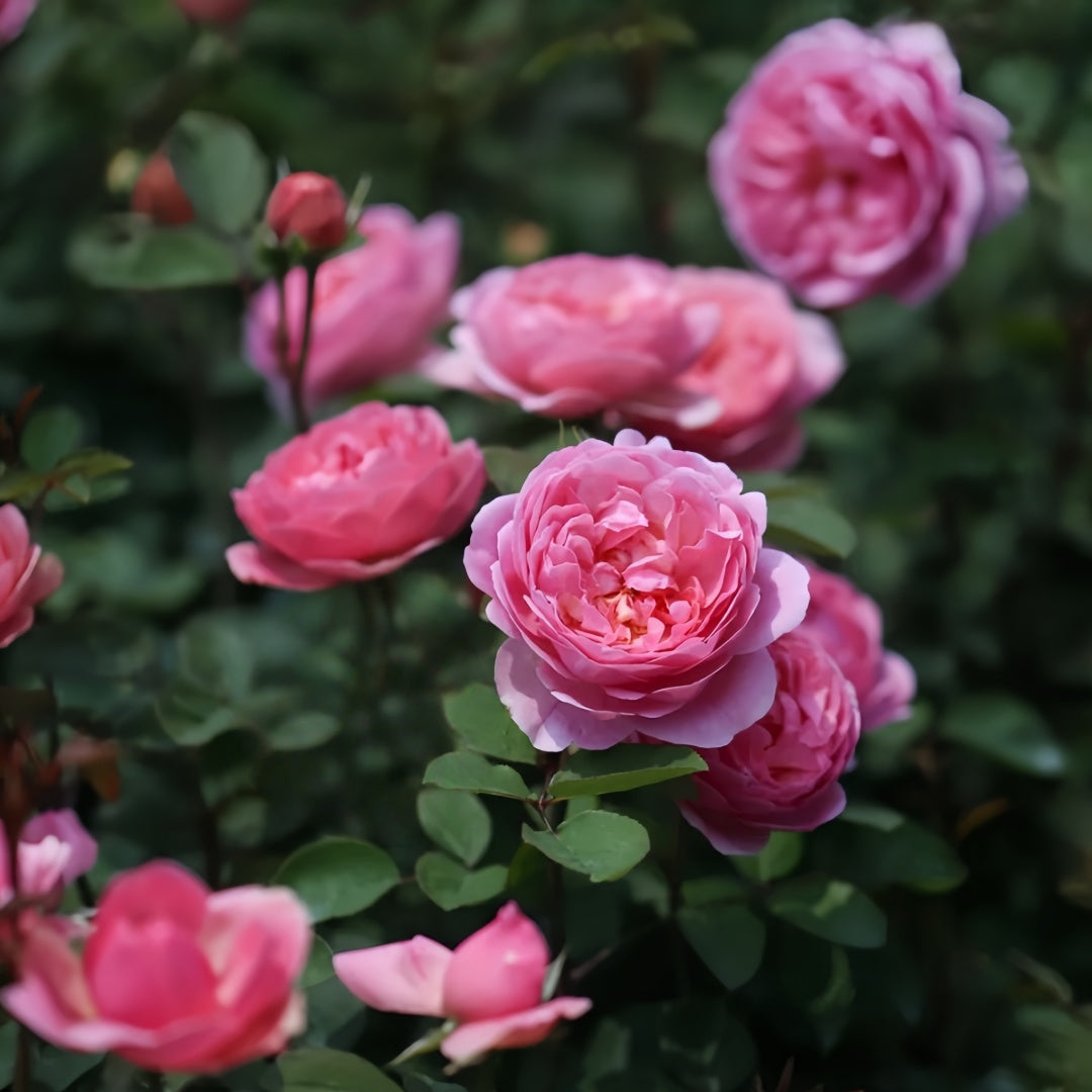 Momoka Rose