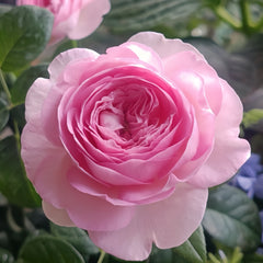 Mon Coeur Rose