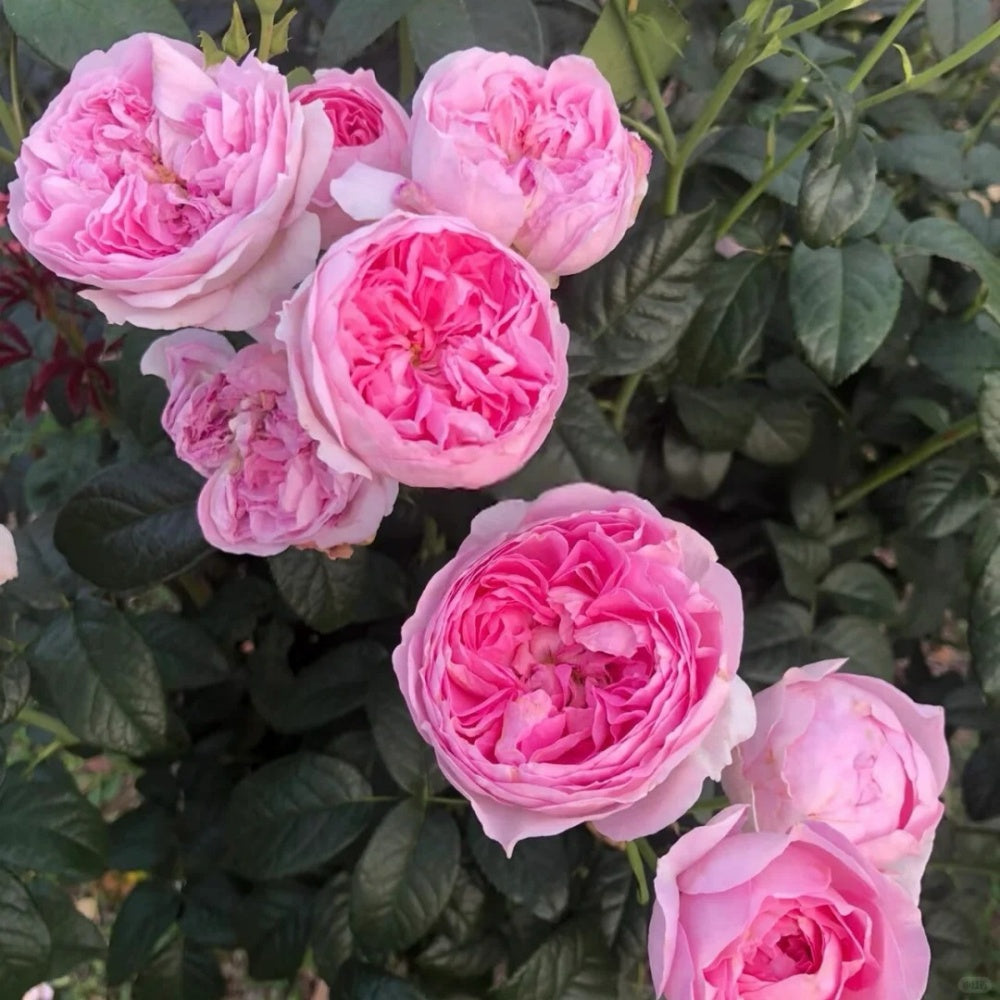Mon Coeur Rose
