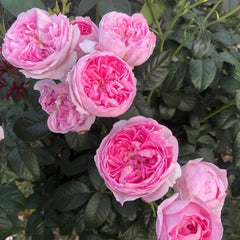 Mon Coeur Rose-我的心｜Japanese Shrub Rose – Ergongzy Roses