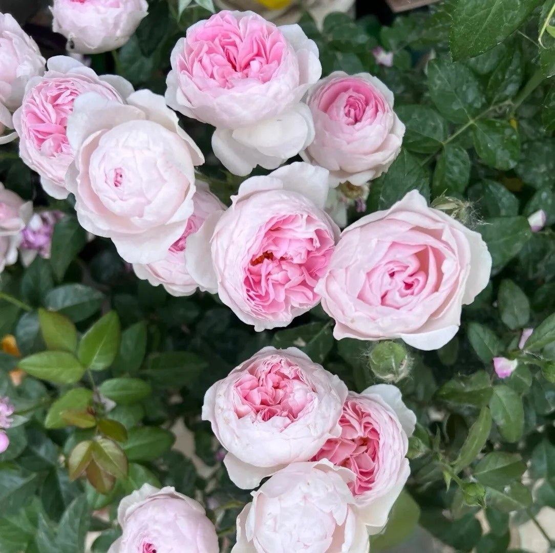 Mon Coeur Rose