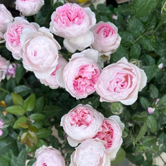 Mon_Coeur_Rose3_medium.jpg?v=