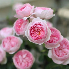 Mon Coeur Rose-我的心｜Japanese Shrub Rose – Ergongzy Roses