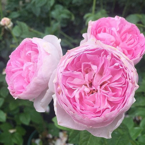 Mon Coeur Rose