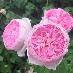 Mon Coeur Rose