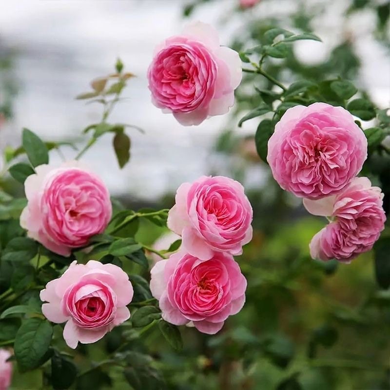 Mon Coeur Rose