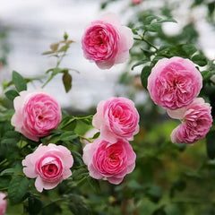 Mon Coeur Rose