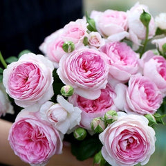 Mon Coeur Rose