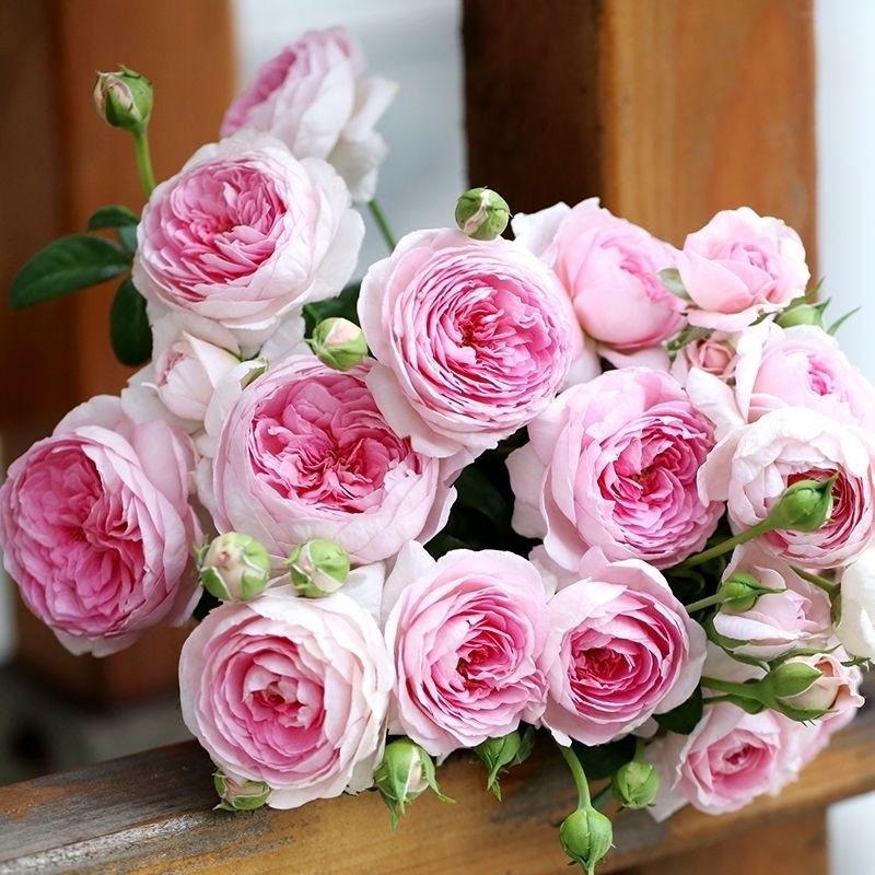 Mon Coeur Rose