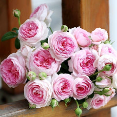 Mon Coeur Rose-我的心｜Japanese Shrub Rose – Ergongzy Roses