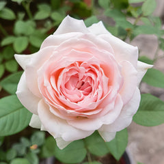 Mona lisa Rose