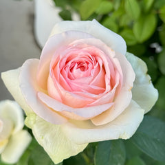 Mona lisa Rose