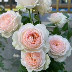 Mona lisa Rose