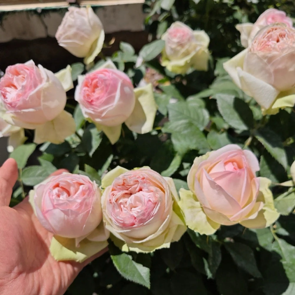 Mona lisa Rose