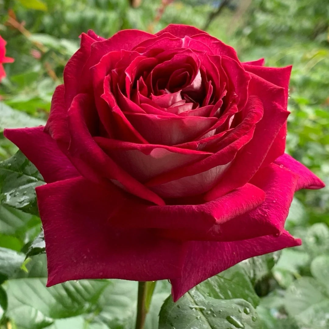 Monica Bellucci Rose