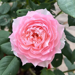 Monique Darve Rose