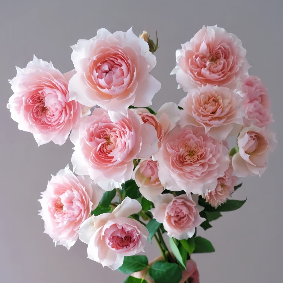 Monique Darve Rose