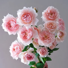 Monique Darve Rose