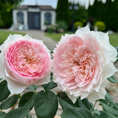 Monique Darve Rose