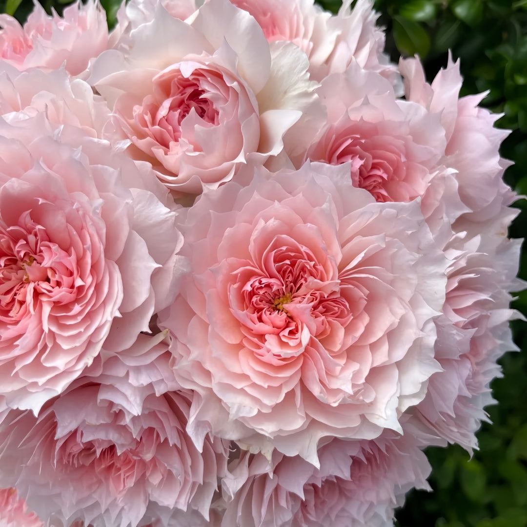 Monique Darve Rose