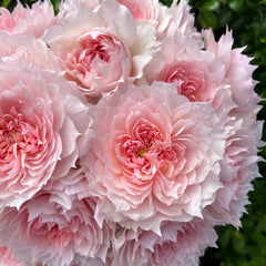 Monique Darve Rose