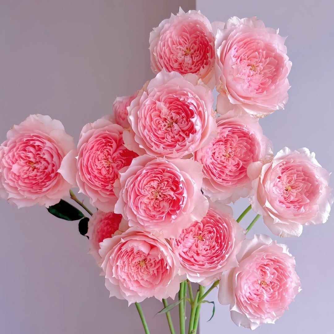 Monique Darve Rose