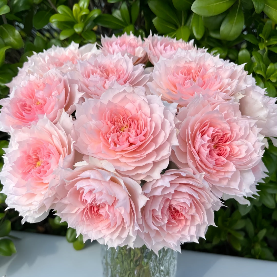 Monique Darve Rose