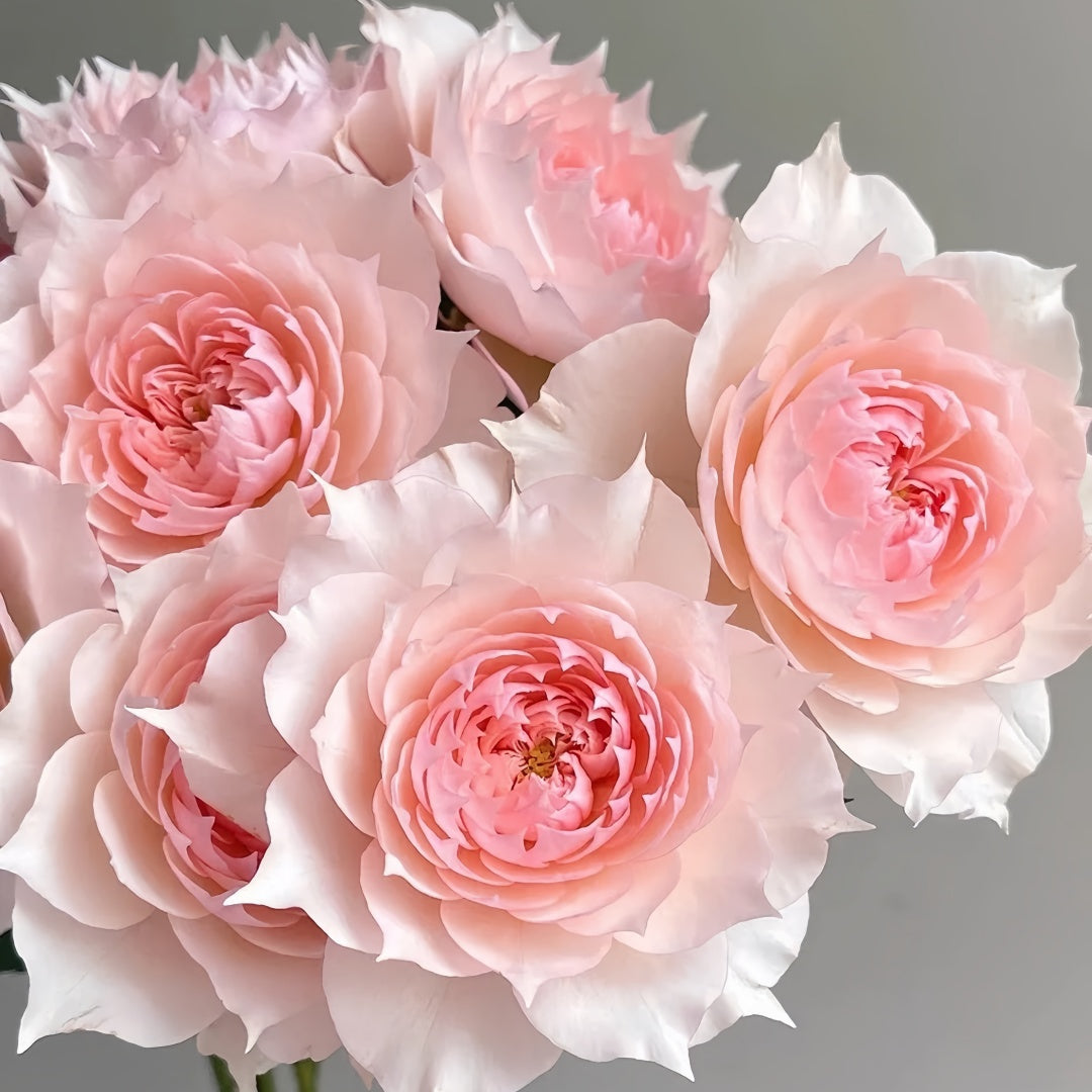 Monique Darve Rose
