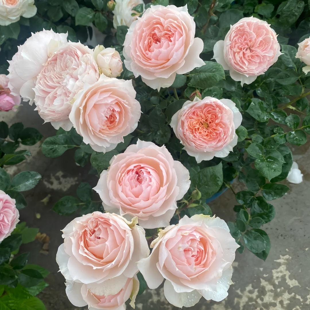 Monique Darve Rose