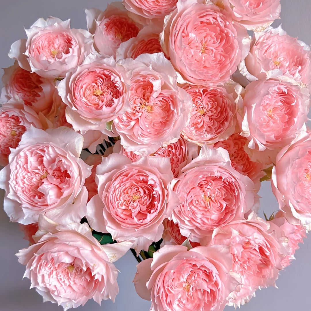 Monique Darve Rose