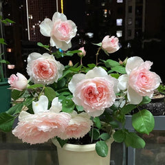 Monique Darve Rose