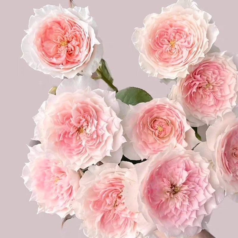 Monique Darve Rose