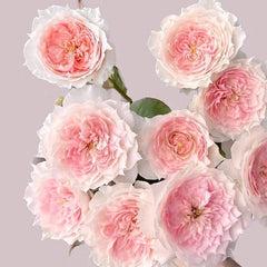 Monique Darve Rose