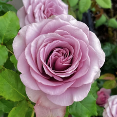 Mont Marte Rose