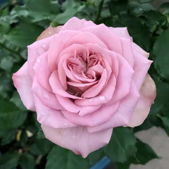 Mont Marte Rose