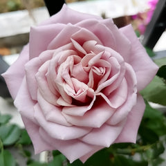 Mont Marte Rose