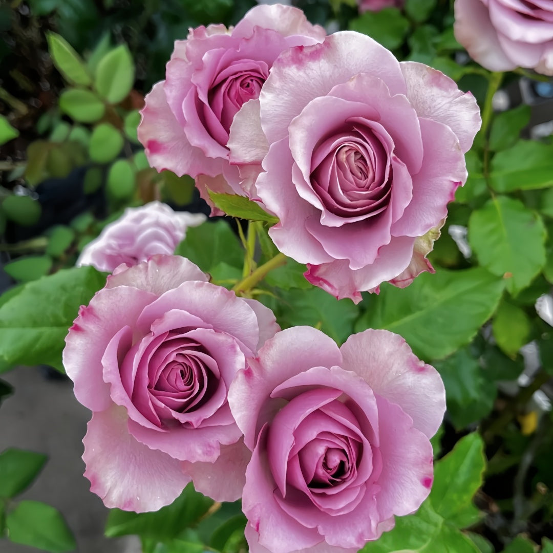 Mont Marte Rose