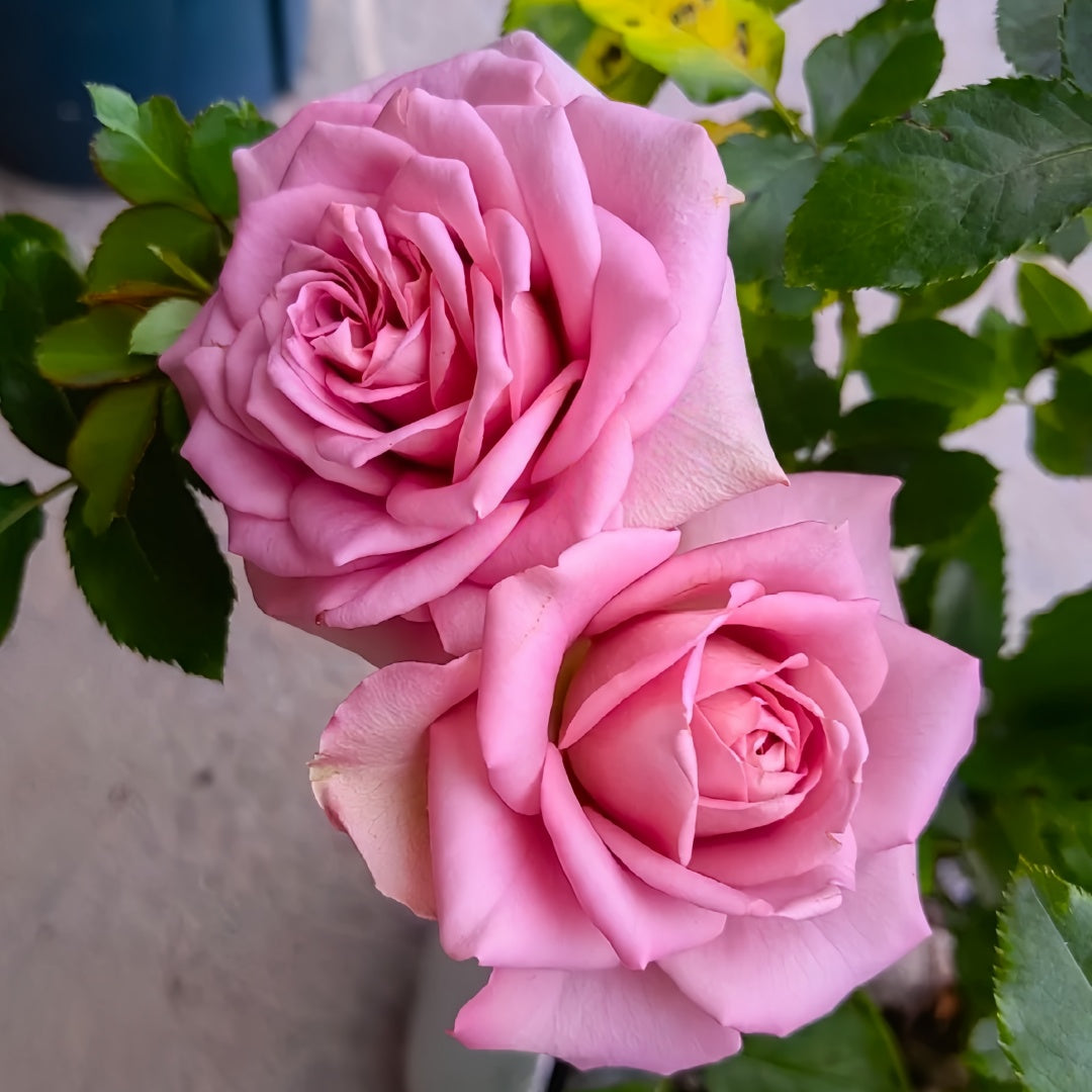 Mont Marte Rose