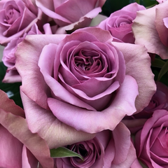Mont Marte Rose