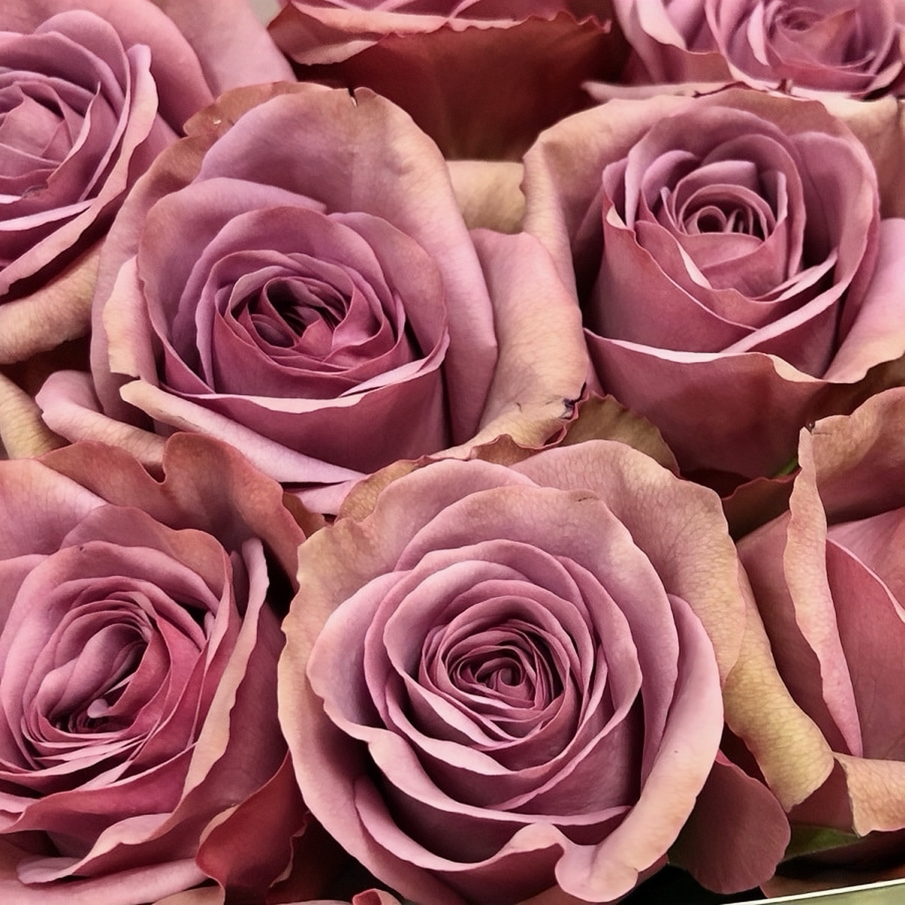 Cut Roses – Page 3 – Ergongzy Roses