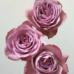Mont Marte Rose