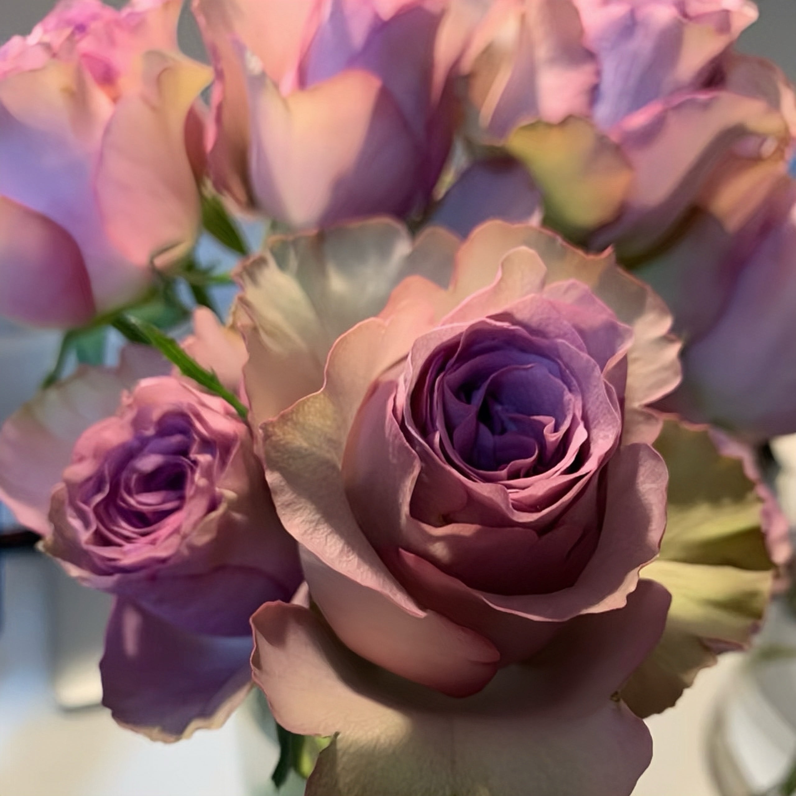 Mont Marte Rose