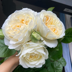 Moon Fairy rose