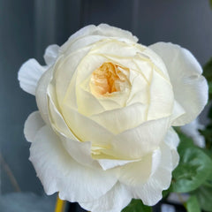 Moon Fairy rose