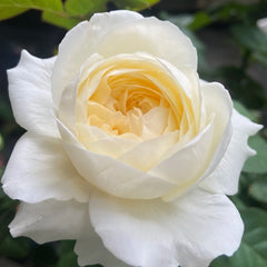 Moon Fairy rose