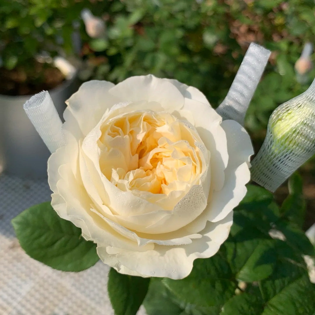Moon Fairy rose