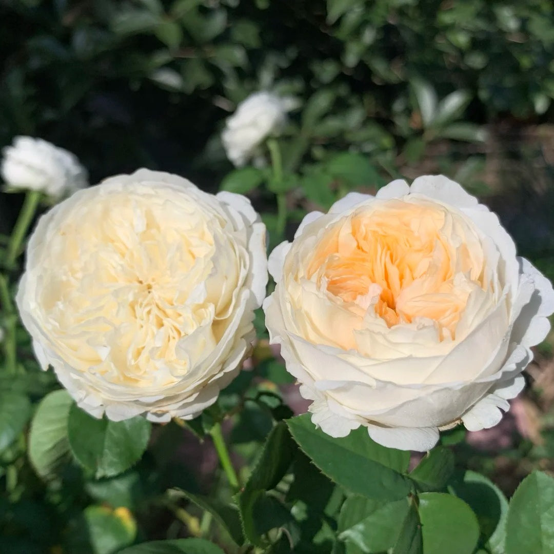 Moon Fairy rose