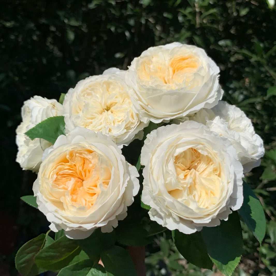 Chinese Roses – Page 2 – Ergongzy Roses