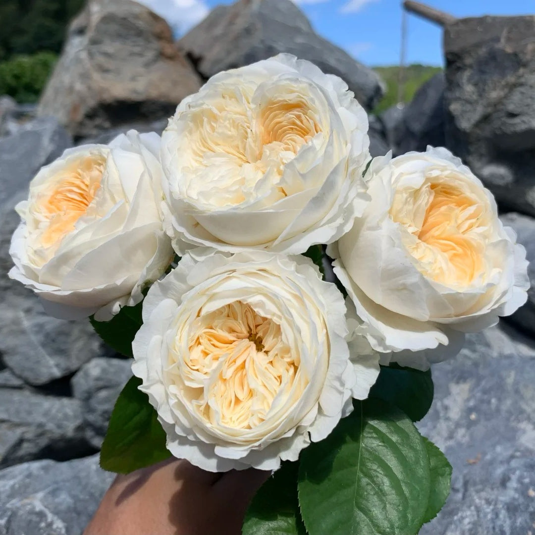Moon Fairy rose