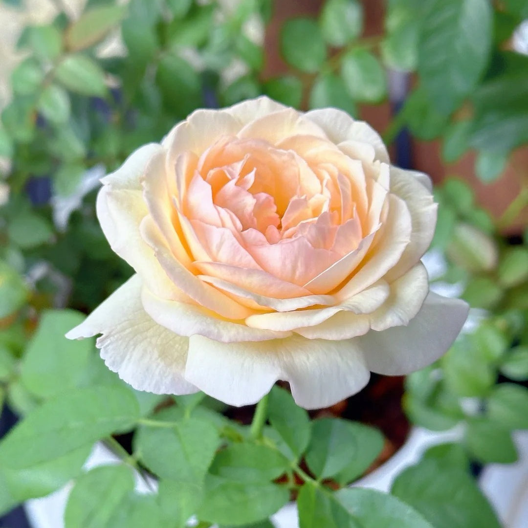 Moonlit Sands Rose